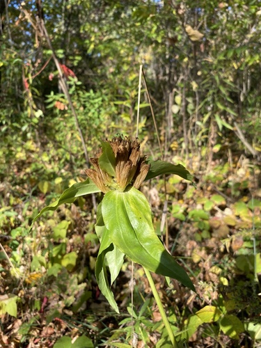 Image of Gentiana alba by (c) Brandon Corder, some rights reserved (CC BY)
