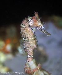 Hippocampus subelongatus