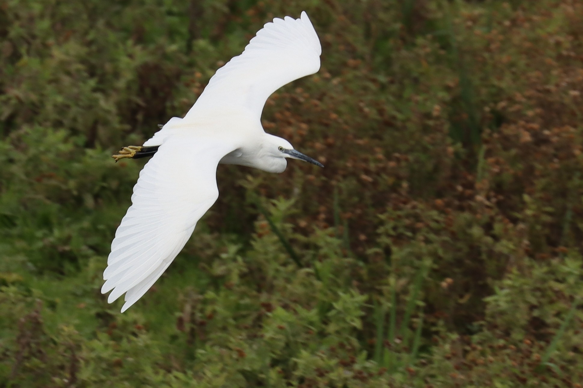 Little Egret