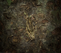 Metrioglypha phyllodes