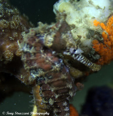 Hippocampus subelongatus
