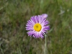 Erigeron glabellus pubescens