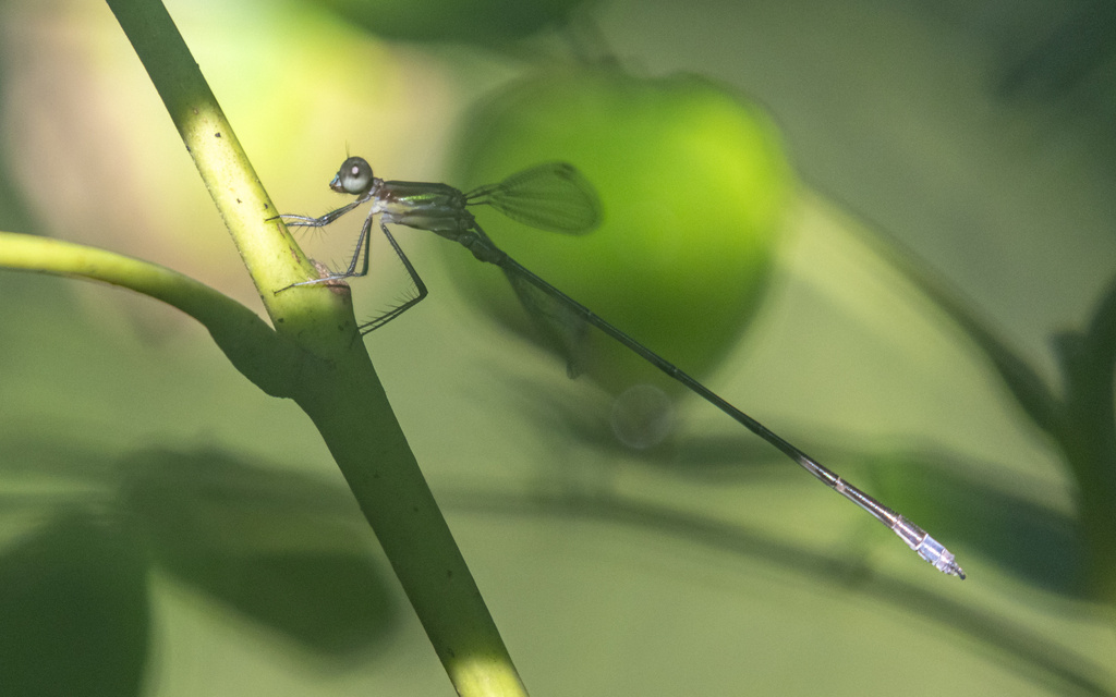 Blue-striped Spreadwing