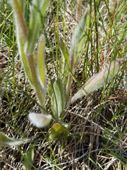 Erigeron glabellus pubescens