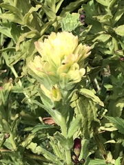 Castilleja wightii