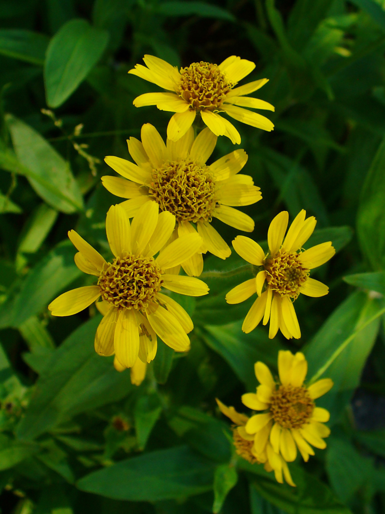 Arnica chamissonis