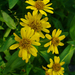 Chamisso Arnica - Photo (c) H. Zell, some rights reserved (CC BY-SA)