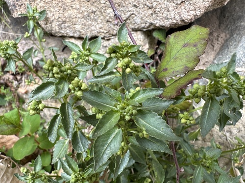 Mercurialis corsica