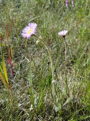 Erigeron glabellus pubescens