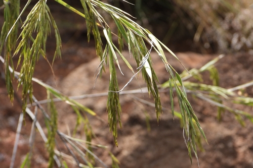 Image of Otatea acuminata by (c) Ricardo Betancourt Sánchez, some rights reserved (CC BY)