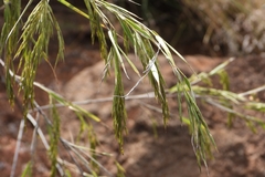 (c) Ricardo Betancourt Sánchez, some rights reserved (CC BY) Otatea acuminata, photograph (c) Ricardo Betancourt Sánchez, some rights reserved (CC BY)