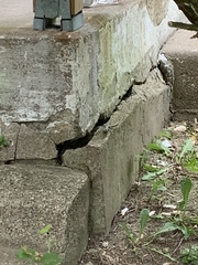Podarcis muralis maculiventris