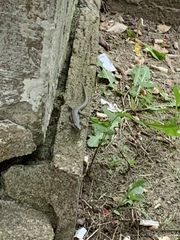 Podarcis muralis maculiventris