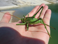 Neobarrettia spinosa