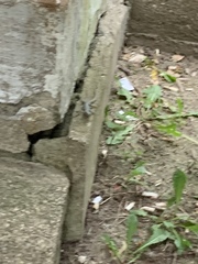 Podarcis muralis maculiventris