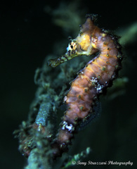 Hippocampus subelongatus