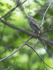 Nesotriccus incomtus