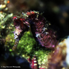 Hippocampus subelongatus