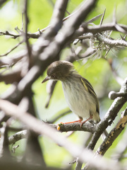 Atalotriccus pilaris