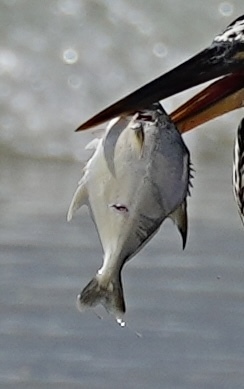 Pompano