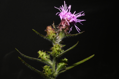 Image of Liatris hirsuta by (c) Brian Finzel, some rights reserved (CC BY-SA)