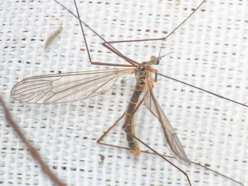 Dicranota lucidipennis