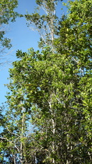 Rourea doniana