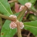 Sessile Joyweed - Photo (c) Jim Huang(松葉蕨), some rights reserved (CC BY-NC-ND), uploaded by Jim Huang(松葉蕨)