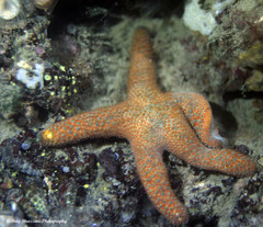 Nepanthia crassa
