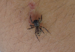 Salticidae