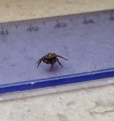 Salticidae