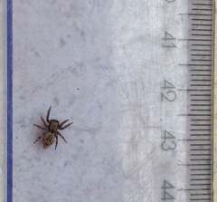 Salticidae