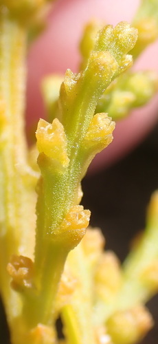 Image of Thesium fragile by (c) Nicola van Berkel, some rights reserved (CC BY-SA)