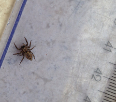 Salticidae