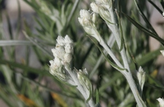 Pseudognaphalium leucocephalum
