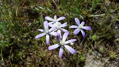 Brodiaea nana