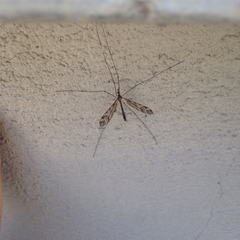 Tipuloidea