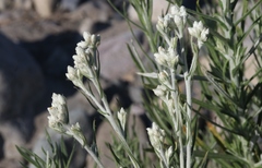 Pseudognaphalium leucocephalum