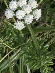 Angelica hendersonii