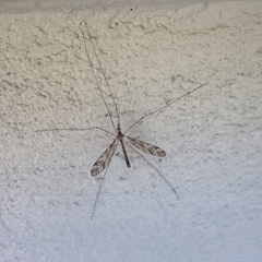 Tipuloidea