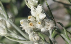 Pseudognaphalium leucocephalum