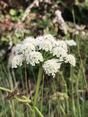 Angelica hendersonii