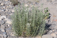 Pseudognaphalium leucocephalum