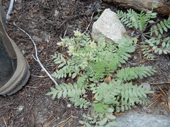 Polemonium californicum