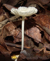 Heliomyces decolorans