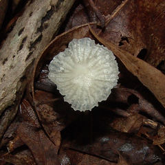 Heliomyces decolorans