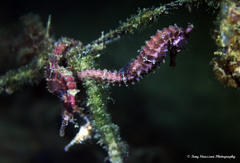 Hippocampus subelongatus