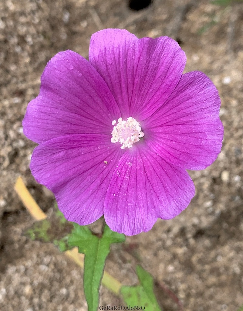 Malva cimarrona
