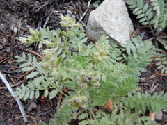 Polemonium californicum