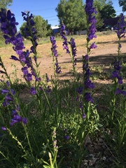 Penstemon strictus